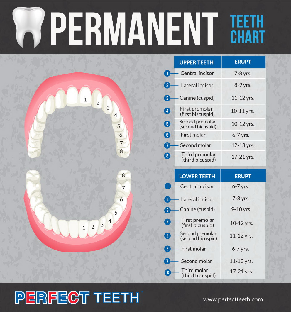 dentista perm teeth chart